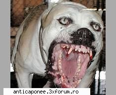Discutzi libere - prea futere........mor de ras - Anti caponee